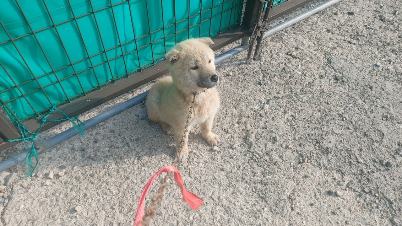산청동물보호센터_448545202400002